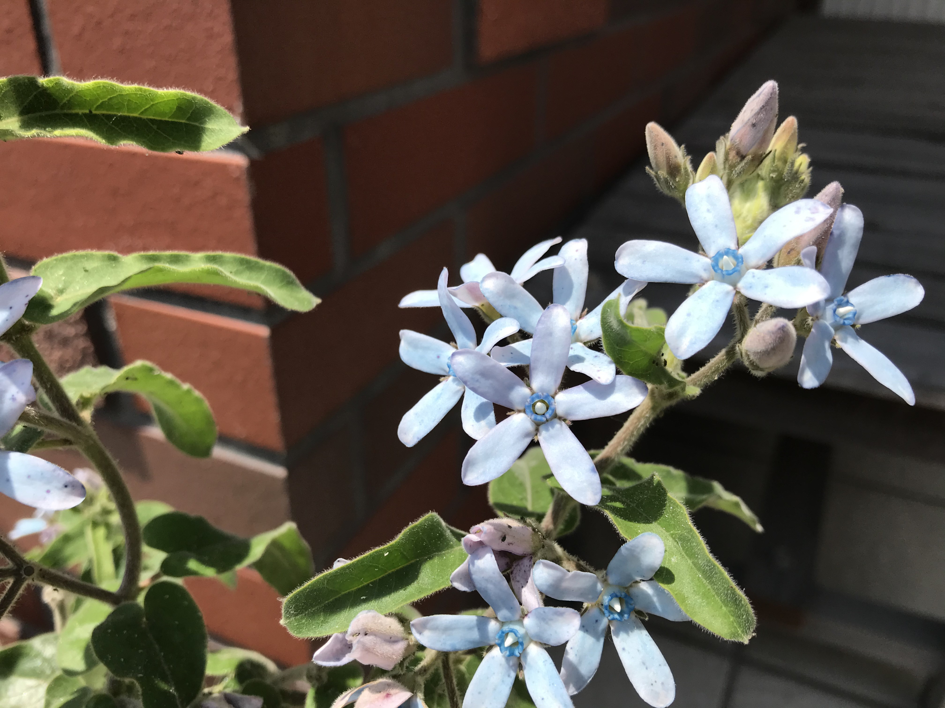 会社の名前でもあるブルースターの花です?